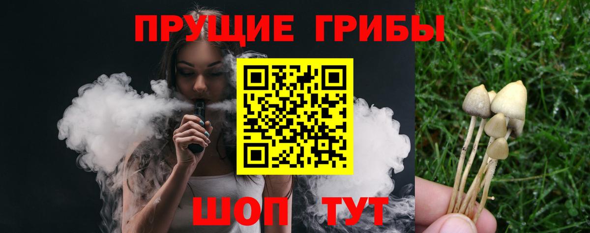 Галлюциногенные грибы Psilocybe Тверь